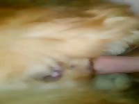 Having Fun With A Beautiful Golden Girl Gay Beast Com - Animal Man- Beastiality Boy