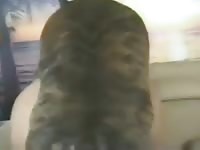 Horny Blond Dog Happy To Please Petsex Com - Beastiality Boy