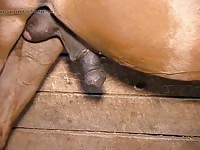 Horse 13 Gay Beast Com - boy Fucks Animal