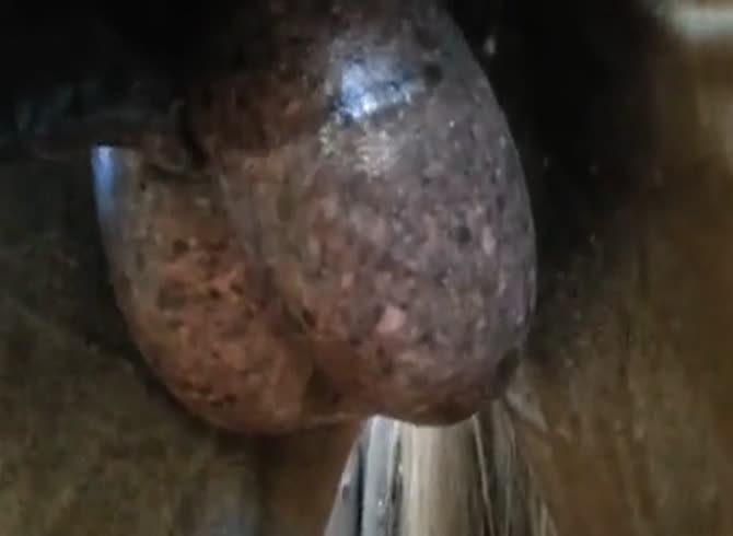 Horse Testicles Porn - Horse Balls 1 Gay Beast Com - Bestiality Men - Extrem Sex and Taboo Porn.