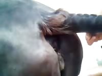 Horse Blow Job Gay Beast Com - Men Fucks Animal