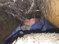 Horse Boner Mare Creampie 1 GayBeast - Bestiality Man