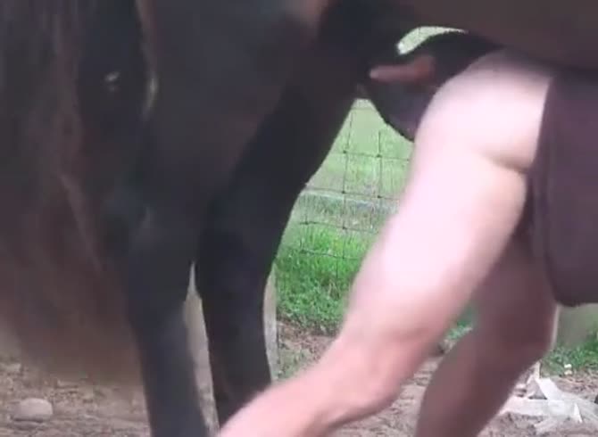 Guy horse fucks Horse fucks