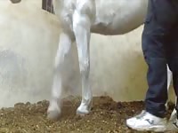 Horse Gives Anal Gay Beast Com - Dude Fucks Pet - Extrem Sex and Taboo Porn.