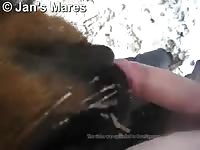 Horse Licking Dick GayBeast - boy Fucks Animal