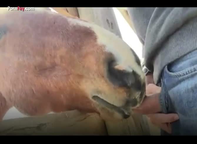 Horse Licks Sucks Cock- Bestiality Dude - Extrem Sex and Taboo Porn.
