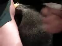 Horsesex GayBeast.com - Man Fucks Pet