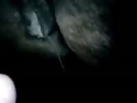 Hot Horse GayBeast.com - Beastiality Sex Video With Men