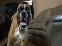 Hotboy Sucks Dog 2 GayBeast - Bestiality Dude