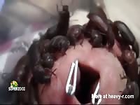 Darkling Beetles Penis Torture Gay Beast Com - Men Fucks Animal