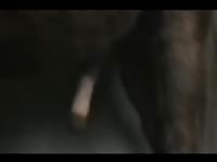 Davel 1 Mpeg4- boy Fucks Animal