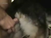 Man Fucks Male Dog - Dog 34 Gay Beast Com - Zoophilia Porn Video With Men ...