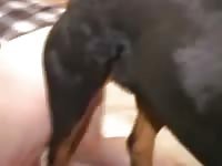 Video Zoofilia Dog Vibrator