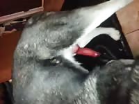 Video Zoofilia Dog Vibrator