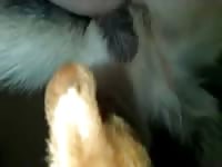 Deepthroat Dog Dick Porn - Dog Blowjob Deepthroat Gay Beast Com - Zoophilia Dude - Extrem Sex ...