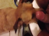 Dog Eating Cum Gay Beast Com - Man Fucks Pet
