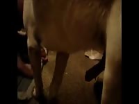 Dog Fuck Goy GayBeast - Man Fucks Animal