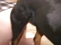 Dog Fucking Me GayBeast Rip - Dude Fucks Animal