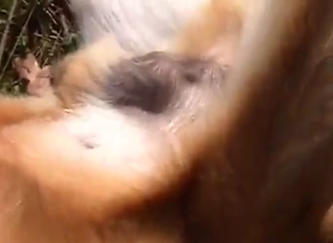 male dog masturbating Dog masturbates !!!!
