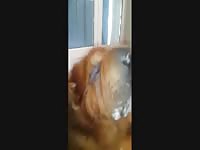 Dog Gives Blow Job With A Stick Ending GayBeast - Beastiality Man