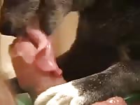 Dog Having Fun With Foreskin Gay Beast Com - Men Fucks Animal
