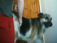 Dog Humps Dick GayBeast - boy Fucks Animal