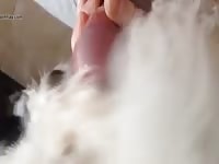 Dog Lick 13 GayBeast Rip - Men Fucks Pet