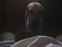 Dog Lick Dick Man GayBeast - Animal Dude