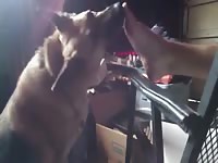 Dog Lick Feet 1 Gay Beast Com - Bestiality Boy