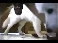 Dog Lick Man Schacht2000 Other 2dogslick