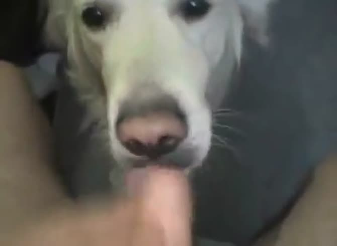 670px x 490px - Dog Lick Penis 1 GayBeast Rip - Animal Porn Movie With Men ...