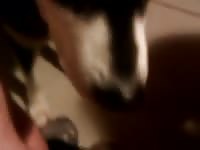 Dog Lick1 GayBeast - Men Fucks Animal
