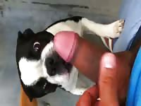 Dog Licking 5 GayBeast Rip - Beastiality Man