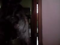 Dog Licking And Fucking My Ass GayBeast Rip - Animal Porn With Man