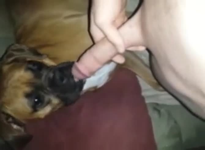 Dogs Sucking Cock Porn