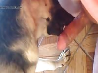 Dog Licking Peanut Butter GayBeast.com - Man Fucks Animal