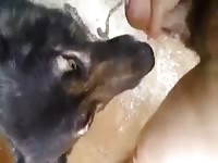 Dog Licks 2 GayBeast.com - Men Fucks Pet