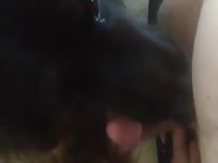 Dog Licks Honey Off Dick Gay Beast Com - Bestiality Men