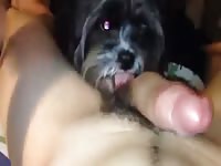 Dog Licks My Ex Until He Cums GayBeast Rip - Animal Dude