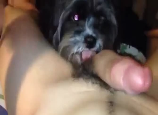 Man Cums In Dogs Mouth.