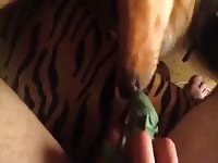 Dog Licks Rump GayBeast Rip - Man Fucks Pet