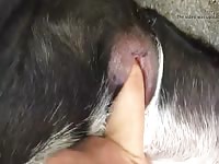 Dog Loves To Suco And Get Fingered Gay Beast Com - Men Fucks Animal