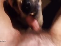 Dog Oral Baxter GayBeast.com - Bestiality Sex Tube With Boy