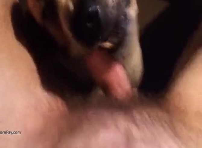 Dog Oral Sex