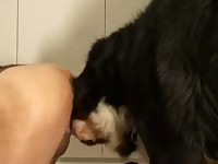 Dog Pounding Guys Ass GayBeast.com - Dude Fucks Animal