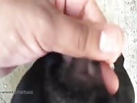 Dog Pussy In Heat 1 GayBeast Rip - Zoophilia Boy