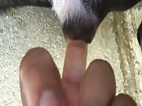 Dog Pussy In Heat 3 GayBeast Rip - boy Fucks Animal - Extrem Sex and Taboo Porn. 