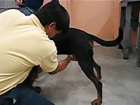 Dog Semen Collection 2 GayBeast Rip - Beastiality Porn Movie With Boy