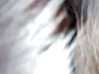 Dog Sex 1 GayBeast - Men Fucks Animal