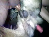 Dog Sex 9595 GayBeast - boy Fucks Pet - Extrem Sex and ... 